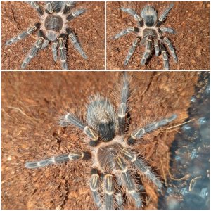 G pulchripes x3