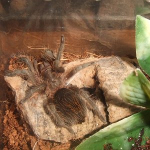 Plesiopelma longisternale - Toba