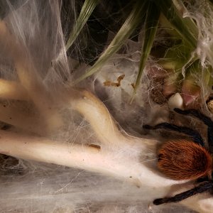 Chromatopelma cyaneopubescens