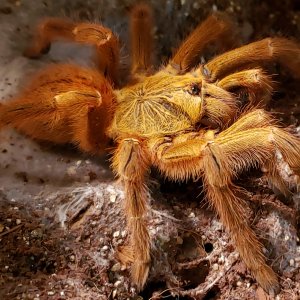 Obt