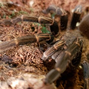 Blue birdeater