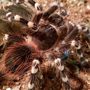 Acanthoscurria geniculata