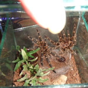 Grammostola pulchripes - Guarani