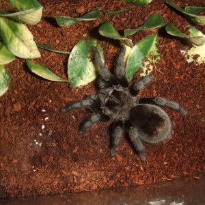 Grammostola pulchra - Massa