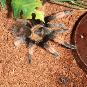 Brachypelma emilia - Chiquito