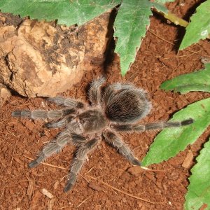 Grammostola rosea - Ember