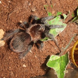 Tliltocatl albopilosum Honduran - Lempa