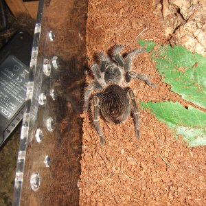 Pterinopelma sazimai - Amapa