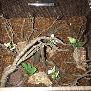 New M. Balfouri communal set up