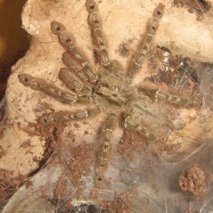 Stromatopelma calceatum - Sahara