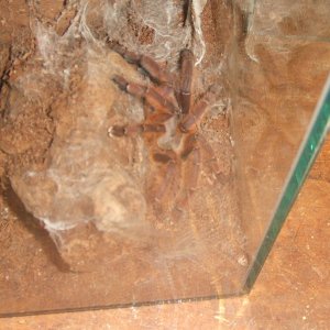 Phormingochilus sp. Rufus - Ayu