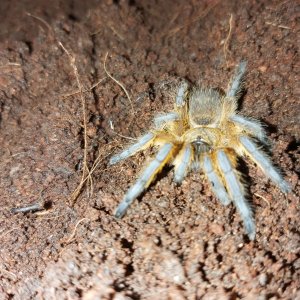 Harpacteria Pulchripes