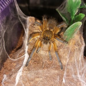 Harpacteria Pulchripes