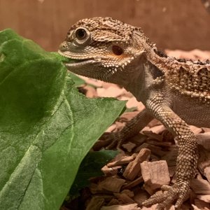 Pogona vitticeps - Kobi