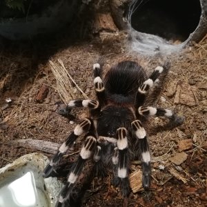 Acanthoscurria geniculata