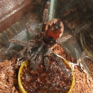 Neostenotarsus sp Suriname - Winti