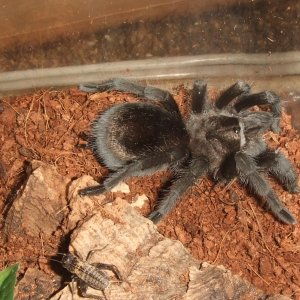 Grammostola pulchra - Massa