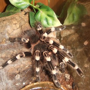 Acanthoscurria geniculata - Rio