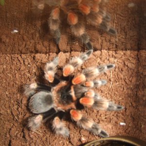 Brachypelma hamorii - Pico