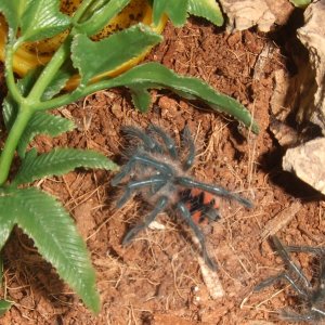 Pamphobeteus sp. machala - Ibarra