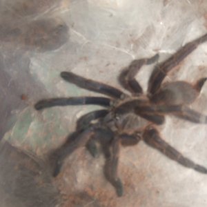 Chilobrachys Fimbriatus sp. Violet  - Ashoka