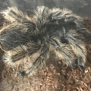 Finally molted!