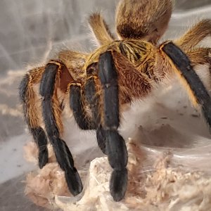 H. Pulchripes