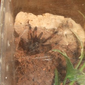 Psalmopoeus langenbucherii - Mariche