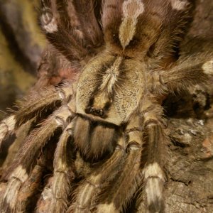 Smithi