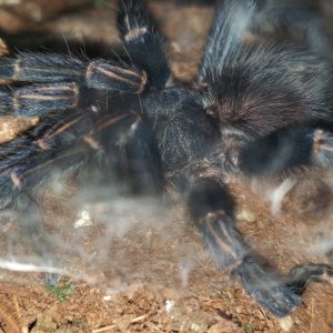 Blue birdeater