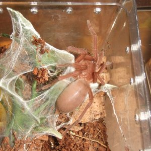 Orphnaecus philippinus - Tabon