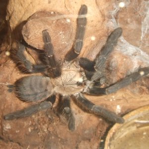 Cyriopagopus sp Hati Hati - Sula