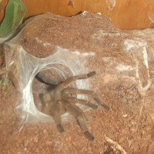 Chilobrachys huahini - Chiang Mai