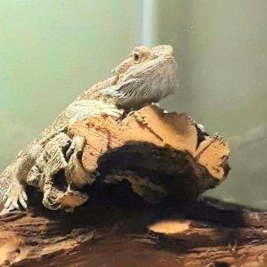 Pogona minor