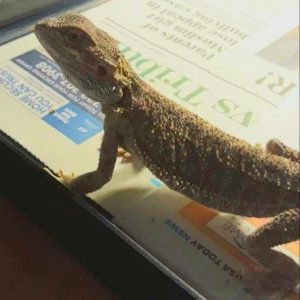 Pogona minor