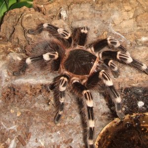 Acanthoscurria geniculata - Rio