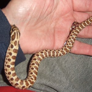 Heterodon nasicus (Western Hognose) - Wyatt