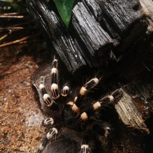 A. Geniculata posing for the camera.