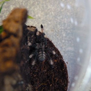 P Irminia