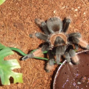 Brachypelma emilia - Chiquito