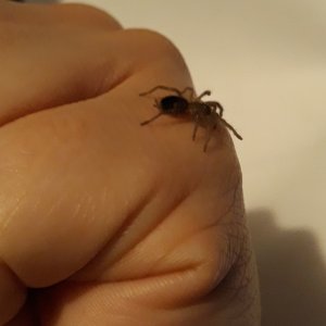 Curly hair sling! So hard to get a good photo of the fuzz at this size.