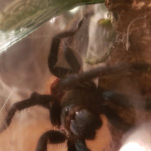 Gbb