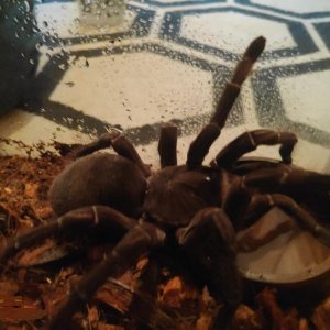 T.stirmi