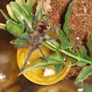 Pamphobeteus sp. machala - Ibarra