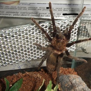 Thrixopelma pruriens - Putani