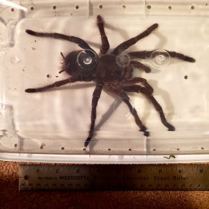 Mature Male stirmi