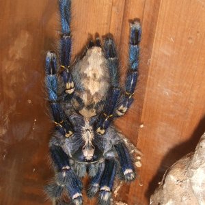 Poecilotheria metallica (F) - Trip