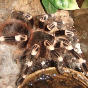 Acanthoscurria geniculata - Rio