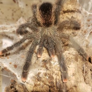 Avicularia