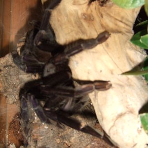 Lampropelma sp. Borneo Black - Sable